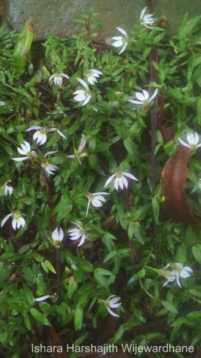 Lobelia chinensis Lour.